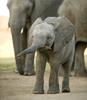 slonie mláďa